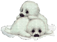 aze phoque blanc White - GIF animé gratuit