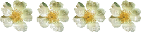 flower fleur blossom blumen - Besplatni animirani GIF