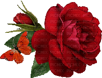 cecily-rose rouge scintillante - Бесплатный анимированный гифка