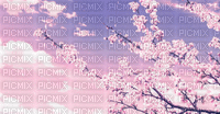 MMarcia gif flores de cerejeira anime - Darmowy animowany GIF