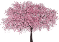 sakura/cherry blossom - 無料png
