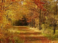 maisema landscape syksy autumn - besplatni png