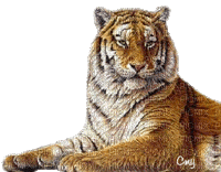 Tiger - Free animated GIF