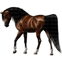 Horse - 免费PNG