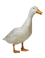 duck katrin - GIF animé gratuit
