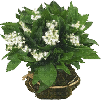 Muguet.Fleurs.Lily of valley.Victoriabea - Free animated GIF