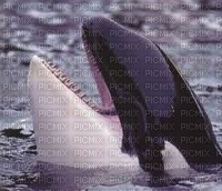 orque - kostenlos png
