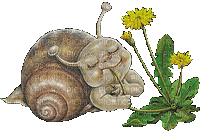snail animated - Gratis geanimeerde GIF
