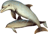 delfin - besplatni png