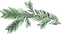 Evergreen branch twig - zdarma png