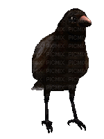 Crow 1 - Free animated GIF