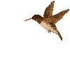 Pájaro Colibrí.....GiF - GIF animado grátis