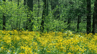 Paysage.Landscape.Spring.Printemps.Forest.Fond.Background.Victoriabea - Nemokamas animacinis gif