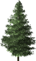 tree-träd-albero gree - 免费PNG