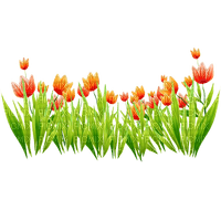 tulips Bb2 - png grátis