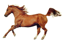cheval - Besplatni animirani GIF