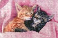 chatons endormis - gratis png