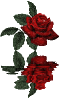 due rose - Δωρεάν κινούμενο GIF