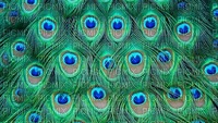 Kaz_Creations Deco Peacock Backgrounds Background - png gratuito