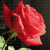 rosa - Gratis geanimeerde GIF