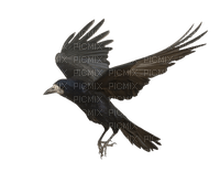 Kaz_Creations Bird - Free PNG