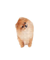 Pomeranian - ücretsiz png