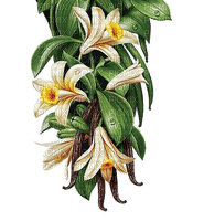 vanilla flowers Bb2 - zadarmo png