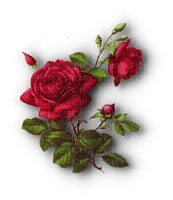 ROSES - 無料png