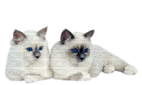 Chats - 免费PNG