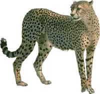 léopard - png ฟรี