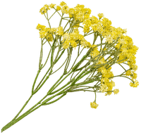 цветы - darmowe png