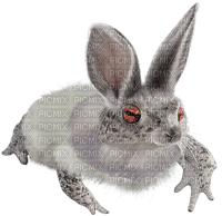 bunny frog - PNG gratuit