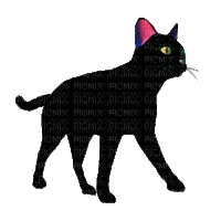 kot czarny - GIF animado grátis