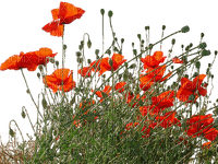 coquelicot poppy flower border