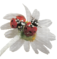 Blumen, Käfer - Darmowy animowany GIF