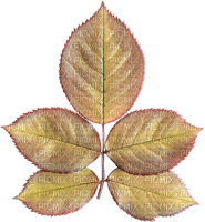 Kaz_Creations Deco  Colours  Leaves Leafs - Free PNG