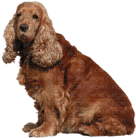Hond - Free PNG
