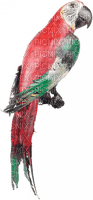 perroquet - zdarma png