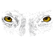 wolf eyes4 - kostenlos png