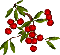 fruit cherries bp - darmowe png