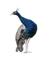 Peacock - ilmainen png