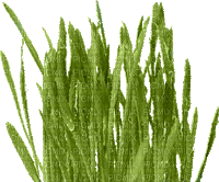 herbe - GIF animado gratis