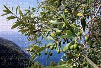 olives bp - besplatni png