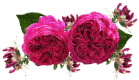 Roses and Honeysuckle - nemokama png