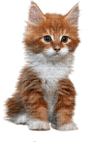 cat red hair chat rouge - PNG gratuit