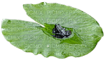 nilüfer yaprağı - 免费PNG