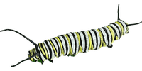 Caterpillar - png gratuito