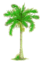 palm tree - Nemokamas animacinis gif