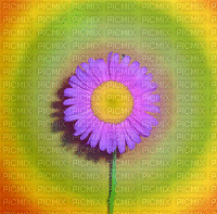 fleur, pour carole 71 - GIF animé gratuit