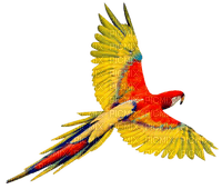 Parrot.Red.Yellow.Blue - Free PNG